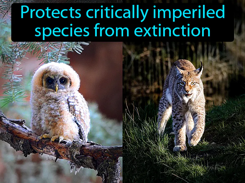 Endangered Species Act Definition