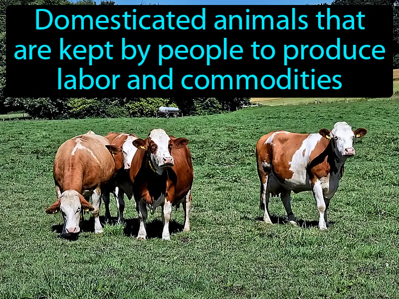 Livestock Definition