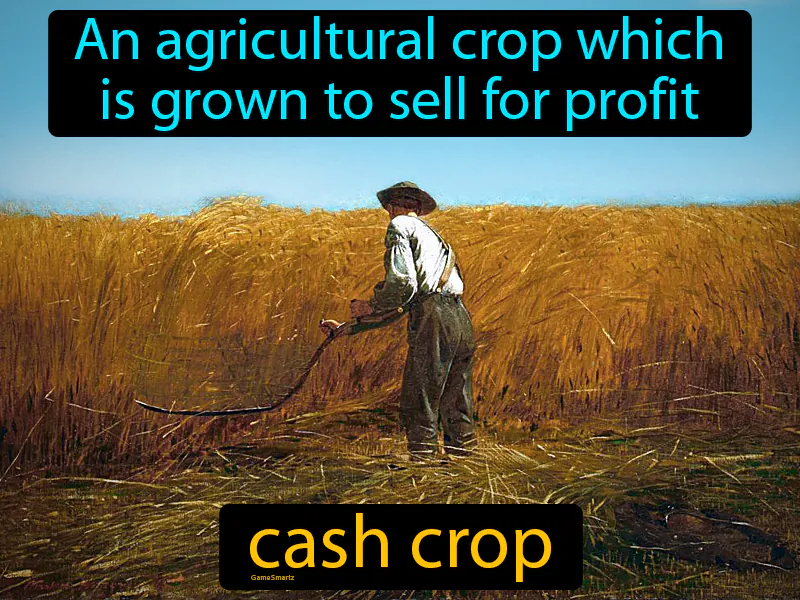 Cash crop Definition