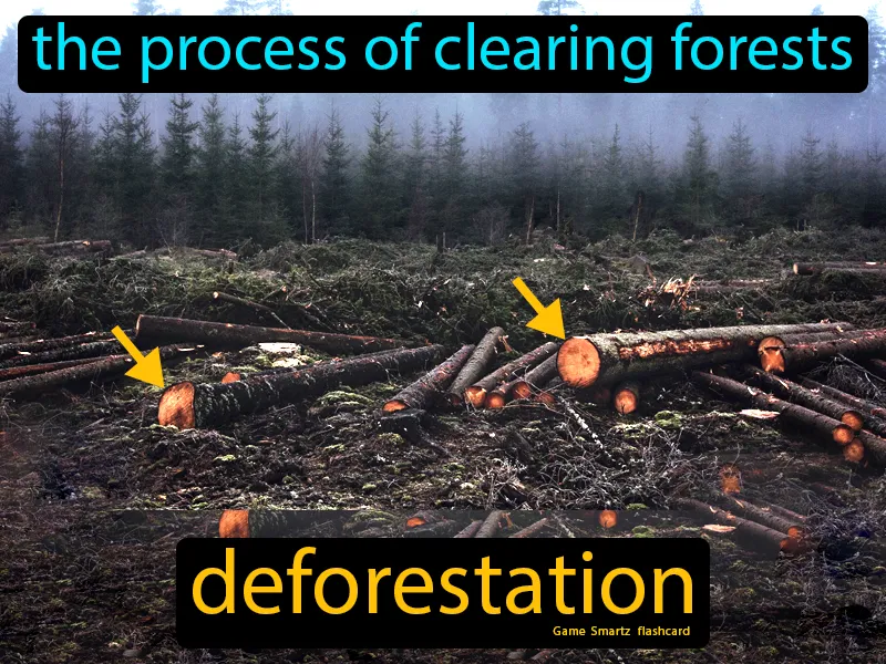 Deforestation Definition