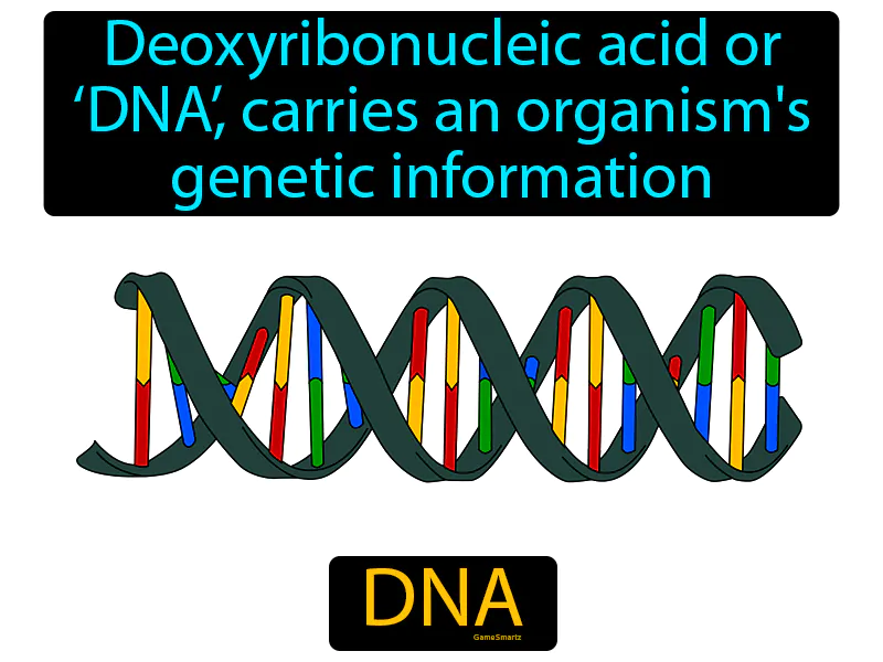 DNA Definition