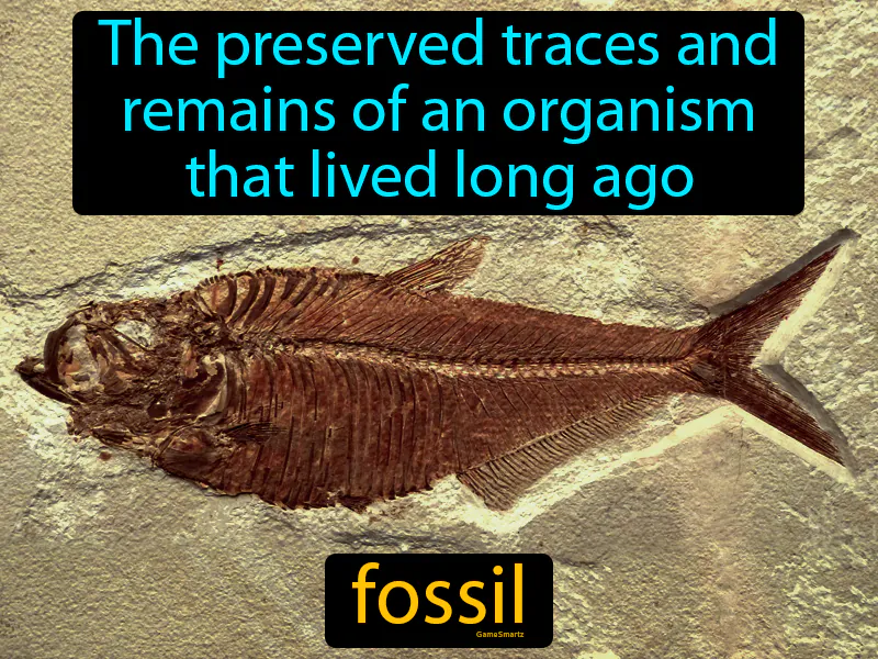 Fossil Definition