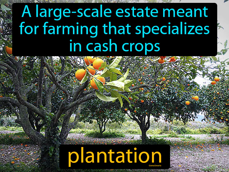 Plantation Definition