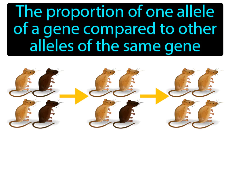 Allele frequency Definition