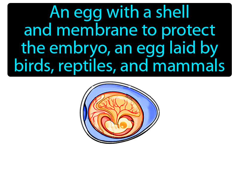 Amniotic egg Definition