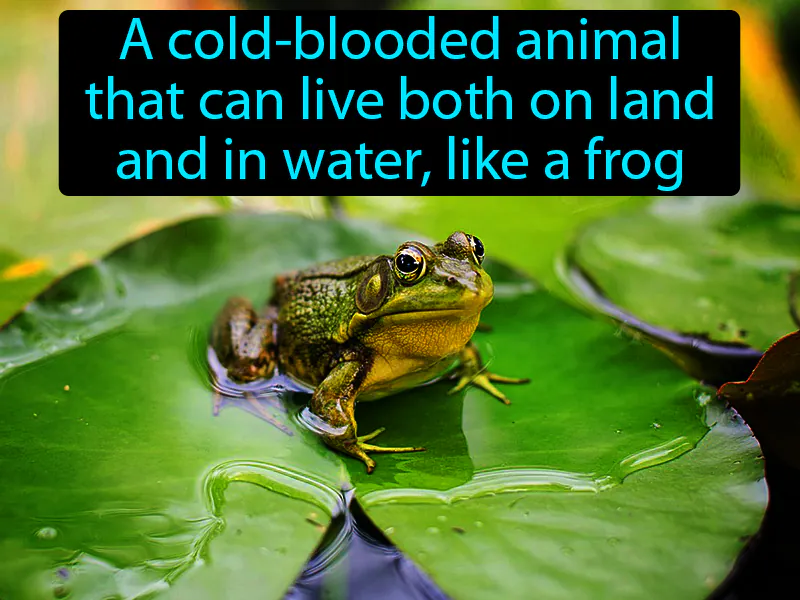 Amphibian Definition