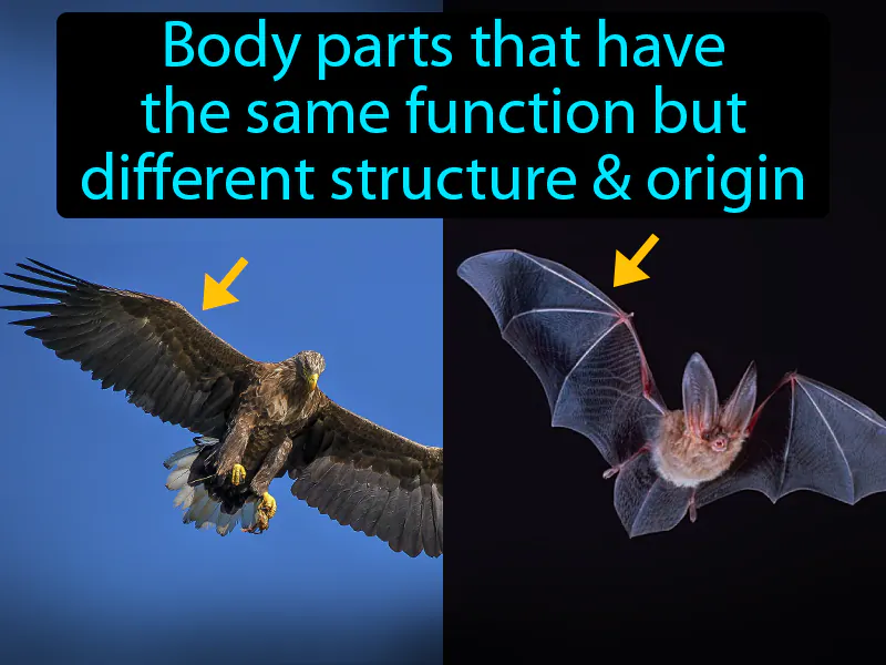 Analogous structure Definition
