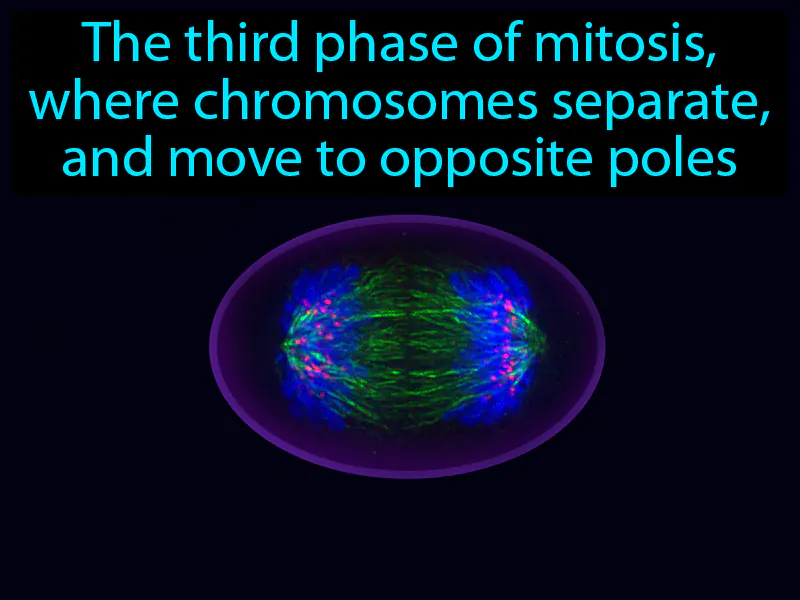Anaphase Definition