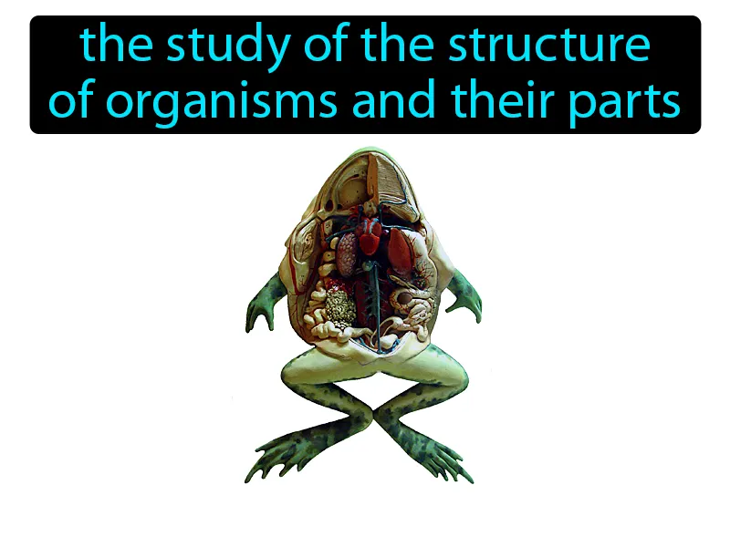 Anatomy Definition | GradesUp.gg