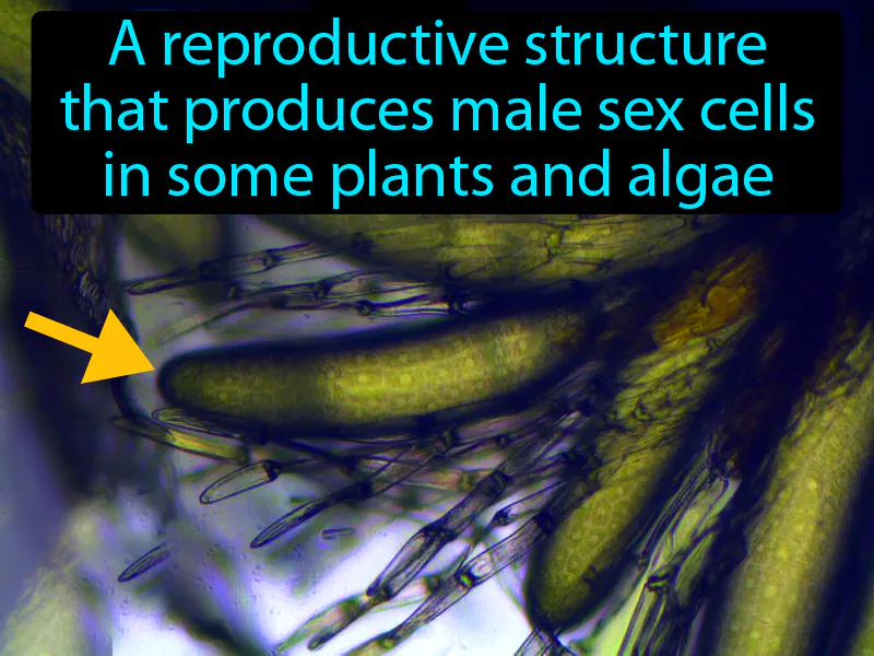 Antheridium Definition