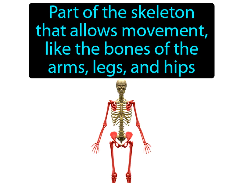 Appendicular skeleton Definition