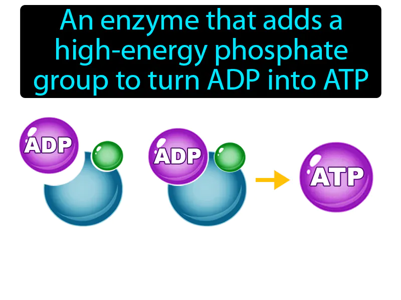ATP synthase Definition