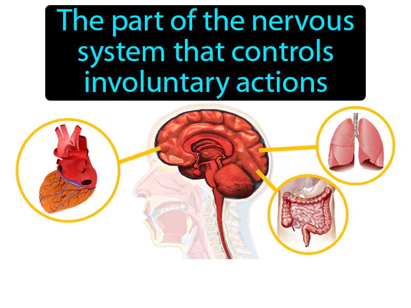 Autonomic nervous system Definition
