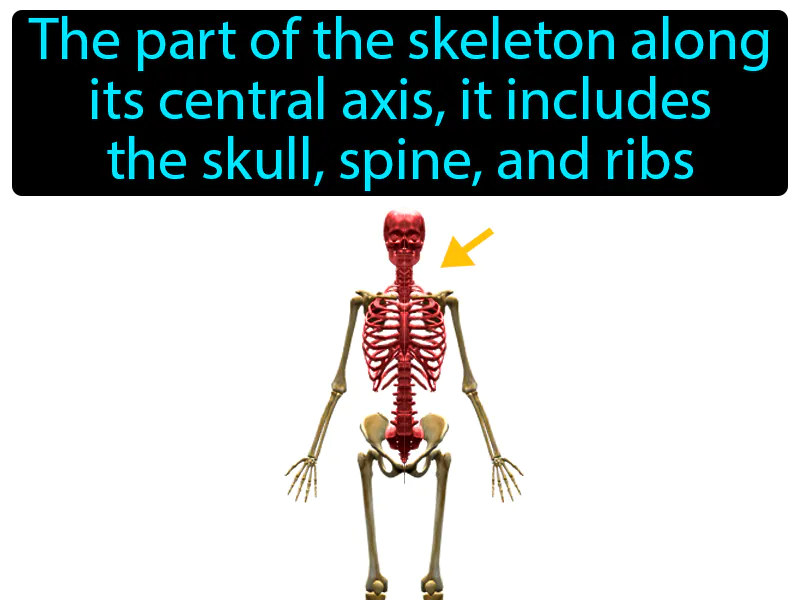 Axial skeleton Definition