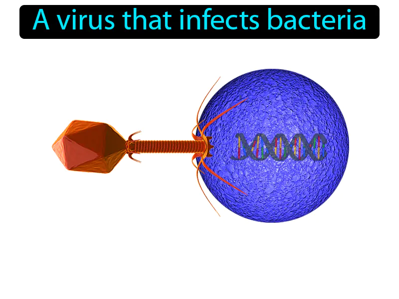 Bacteriophage Definition