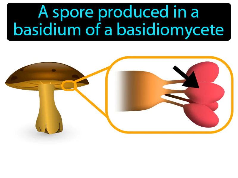 Basidiospore Definition