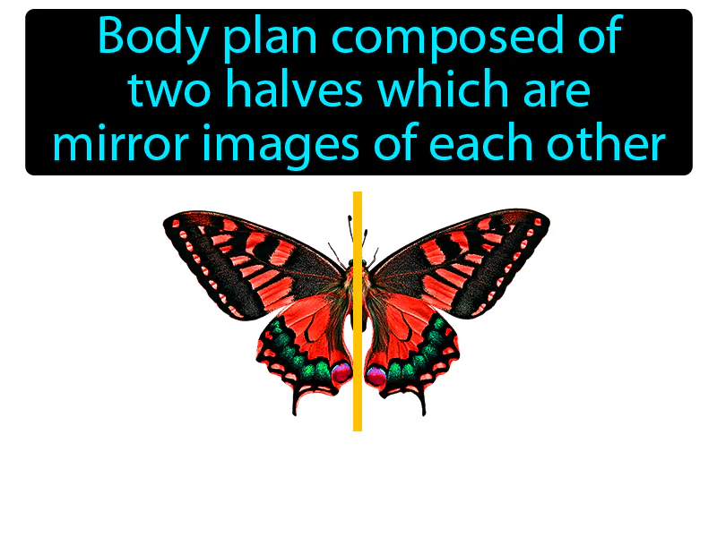 Bilateral symmetry Definition