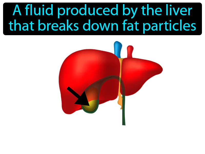 Bile Definition