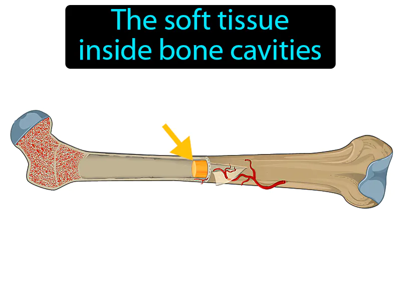 Bone marrow Definition