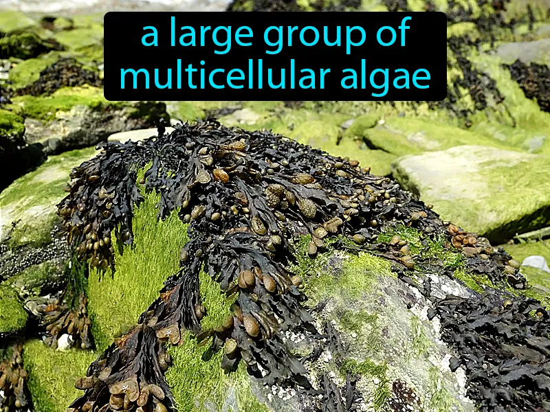 Brown Algae Definition