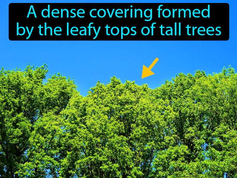 Canopy Definition