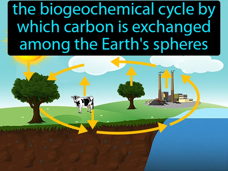 Carbon cycle Definition