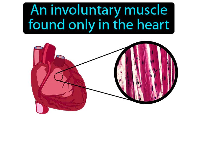 Cardiac muscle Definition