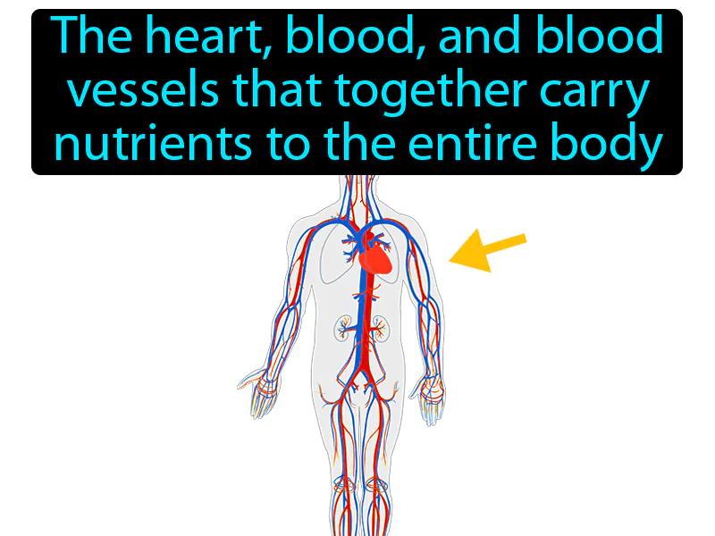 Cardiovascular system Definition