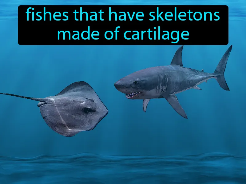 Cartilaginous fishes Definition