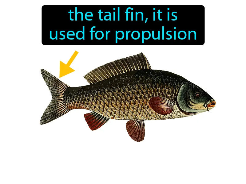 Caudal fin Definition