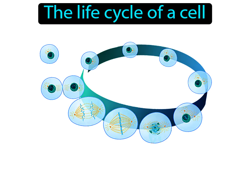 Cell cycle Definition