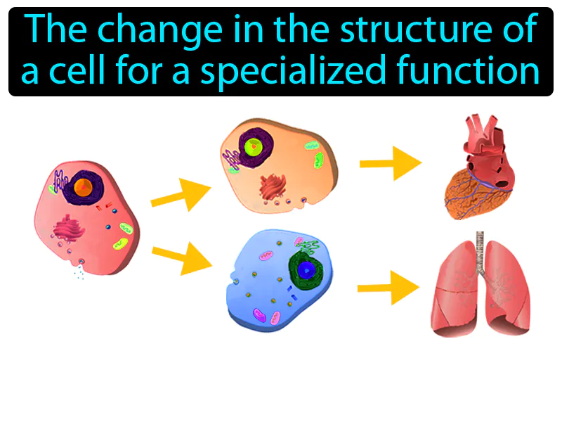Cell differentiation Definition