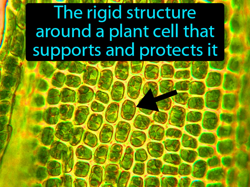 Cell wall Definition