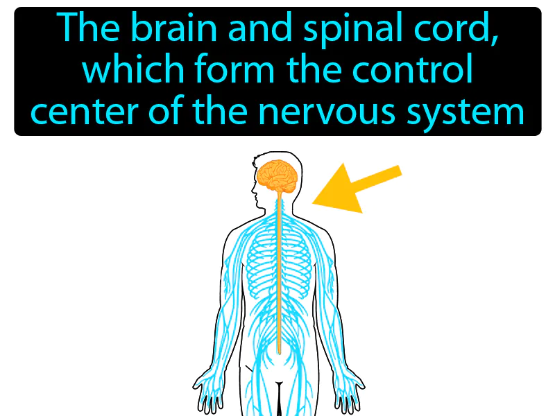 Central nervous system Definition
