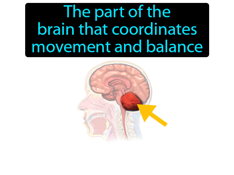 Cerebellum Definition