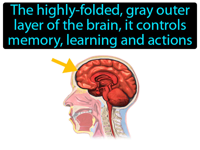 Cerebral Cortex Definition