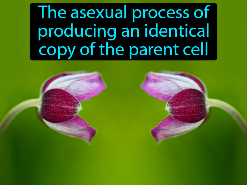 Cloning Definition