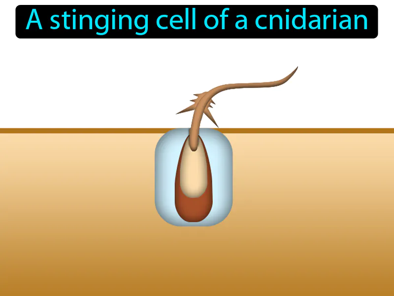 Cnidocyte Definition