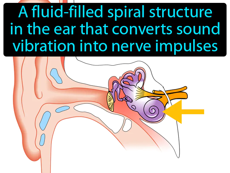 Cochlea Definition