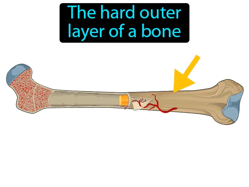 Compact bone Definition