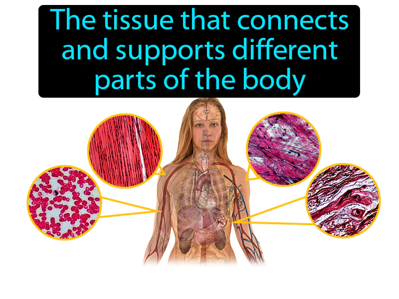 Connective tissue Definition