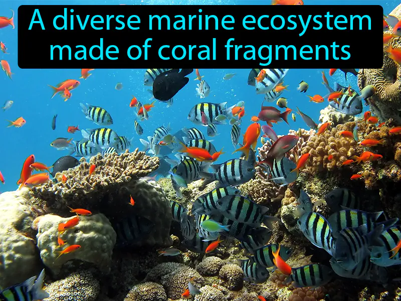 Coral reef Definition