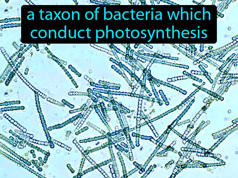 Cyanobacteria Definition