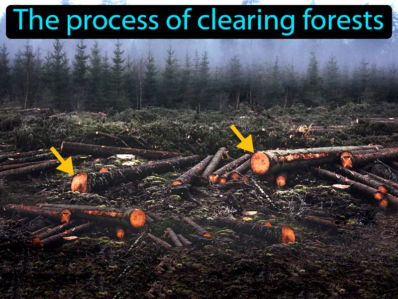 Deforestation Definition