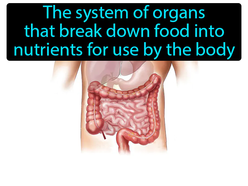 Digestive system Definition