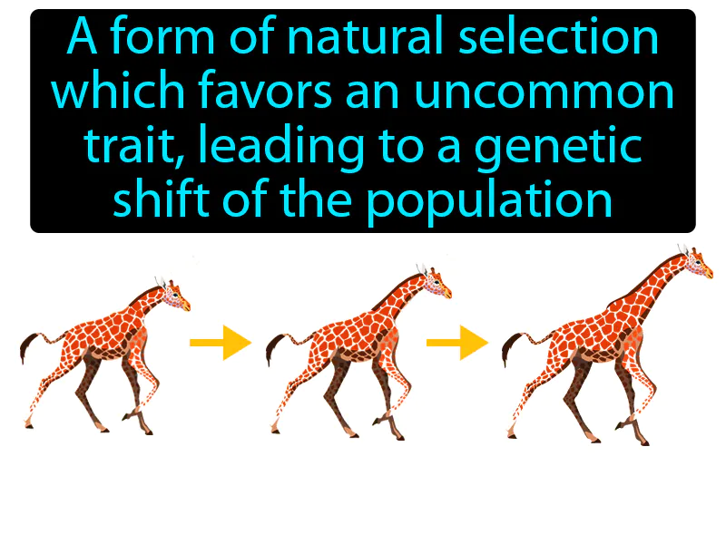 Directional selection Definition
