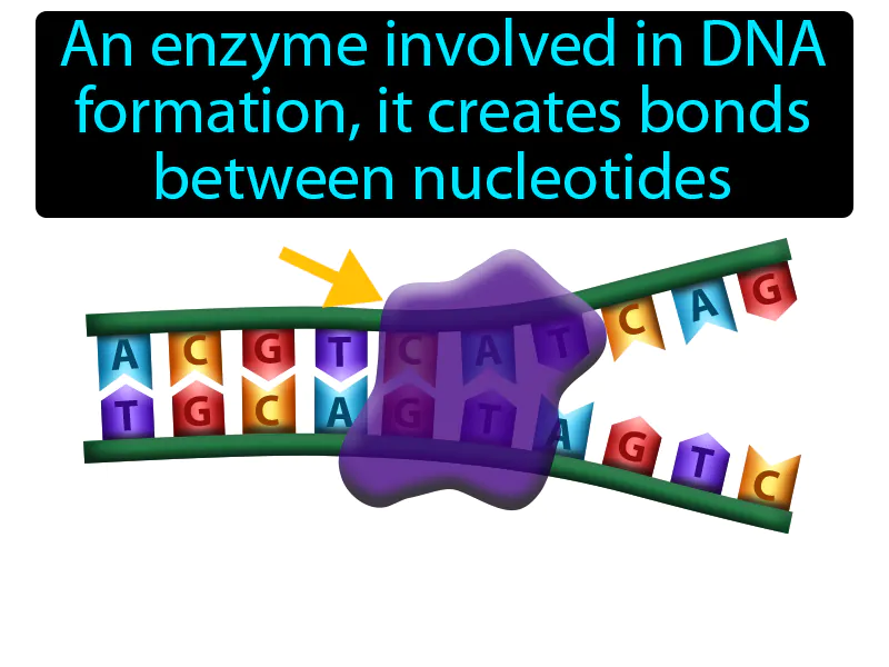 DNA polymerase Definition