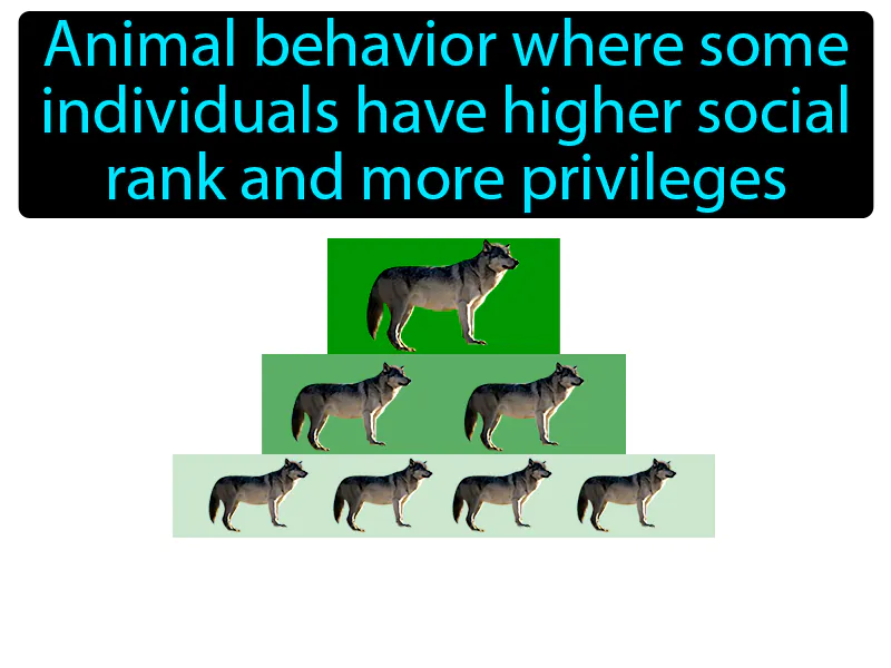 Dominance hierarchy Definition