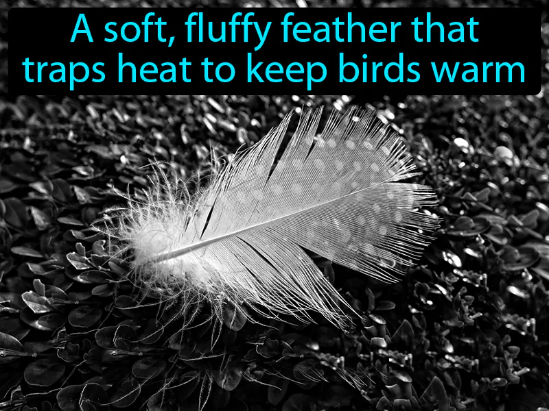 Down feather Definition