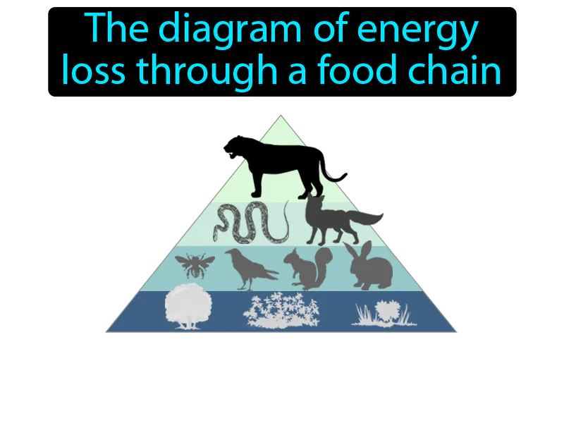 Energy pyramid Definition